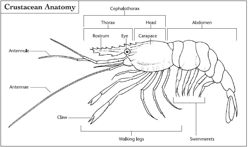 Антенны у ракообразных. Рострум у креветки. crustacea строение. торакс у ракообразных. рострум это анатомия.