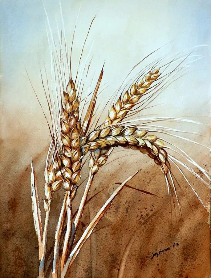 Колоски рожь и пшеница. Рожь Колос. Колосья пшеницы. Пшеница акварель. Жито жала