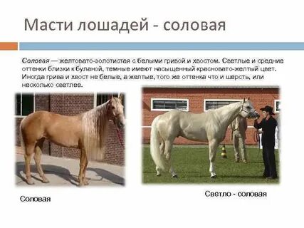 Текст привели коня