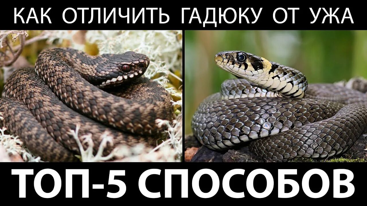 Сходство гадюки и ужа окружающий мир. Гадюка обыкновенная отличие от ужа. Уж змея и гадюка сходства. Различия змеи гадюки и ужа. Уж и гадюка отличия.