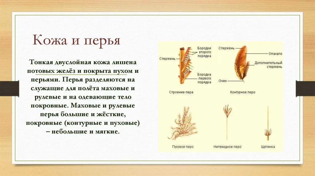 Кожа и перья птиц. Строение пера и кожи птицы. Строение кожи птиц. Покровное перо.