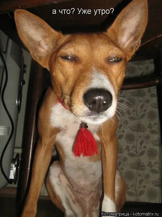 Нутром чую. Дверь закрой с той стороны. Злой кот с добрым утром. Где уже утро. Рыжий кот просыпается.