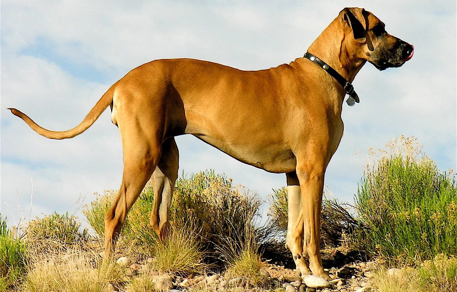 Какие крупные собаки. Желтый травильный дог. Дог вилл Прайд порода. Большая собака дог порода. Калифорнийский дог.