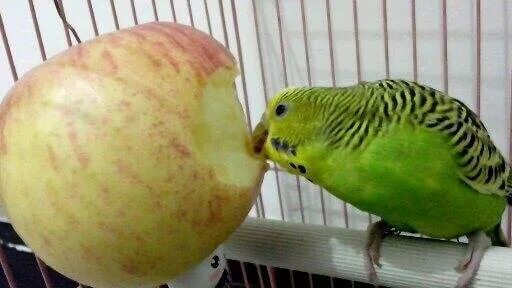 Волнистый попугай ест фрукты. Волнистики едят фрукты овощи. Попугай и яблоко. Фрукты для волнистых попугаев.