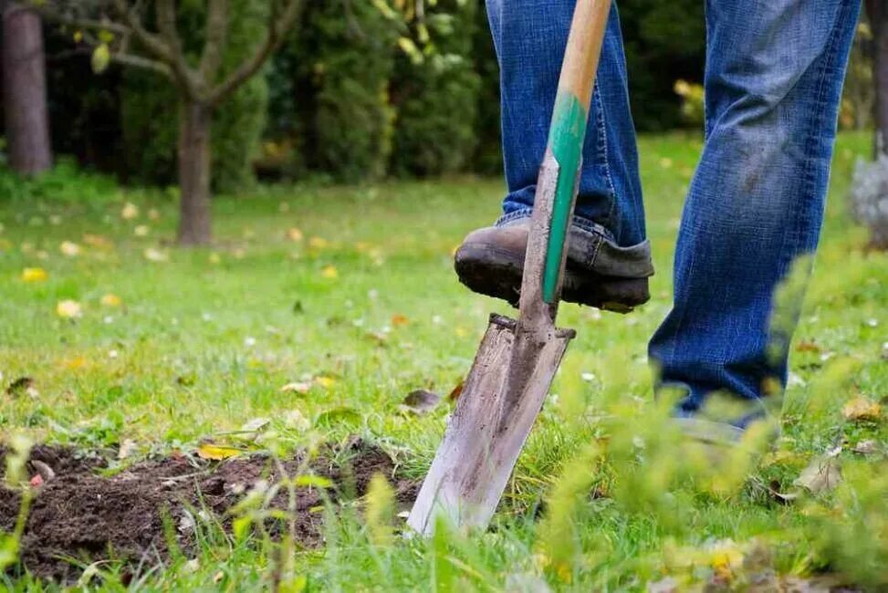 Digging на русском. Перекопка огорода. Копать землю. Перекапывать. Садовник с лопатой.