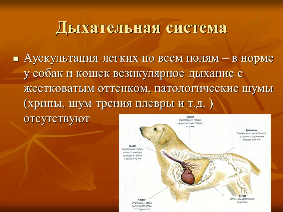 Особенности дыхания зверей