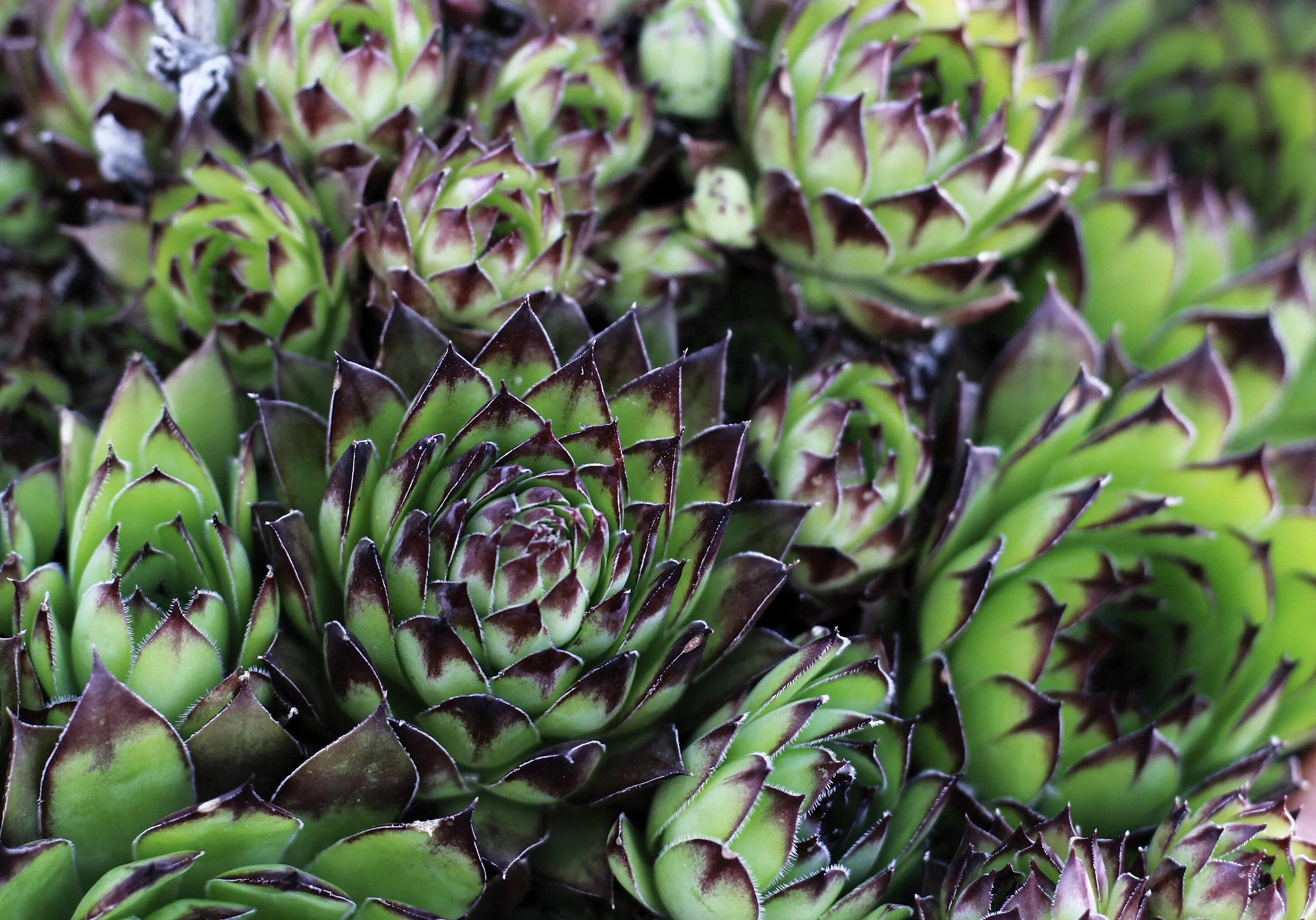 Молодило виды и сорта. Молодило (sempervivum). семпервивум молодило. молодило — sempervivum soboliferum. молодило кровельное (sempervivum tectorum).