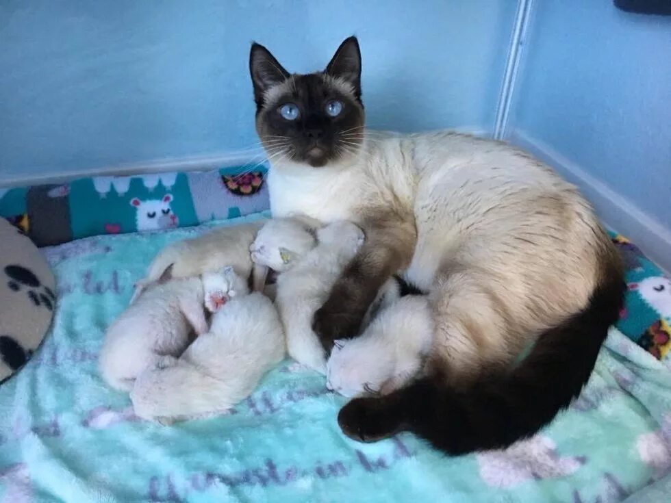 Рождающие котята. Сиамская беспородная кошка. Сиамский котенок 2 месяца. Сиамские тайские котята. Сиамские котята рождаются.