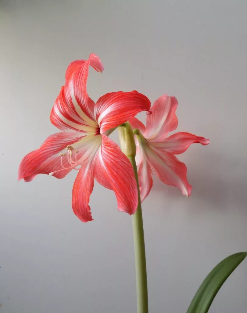 Цветок. Гиппеаструм стардаст. Лилия гиппеаструм. Гиперастримус. Гиппеаструм гибридный.