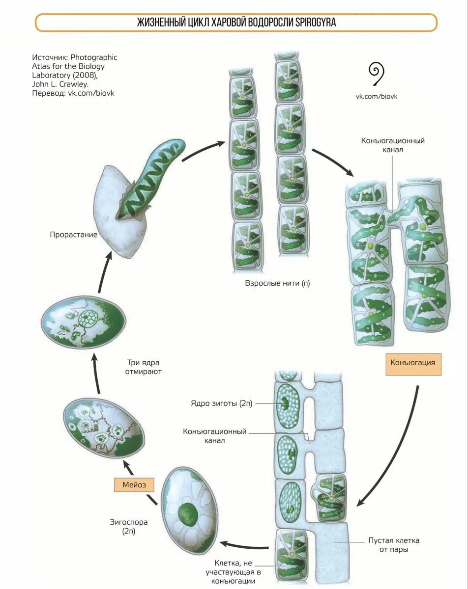 Спирогира половое. Жизненный цикл спирогиры ЕГЭ. Жизненный цикл спирогиры схема. Конъюгация спирогиры схема. Вегетативное размножение спирогиры.
