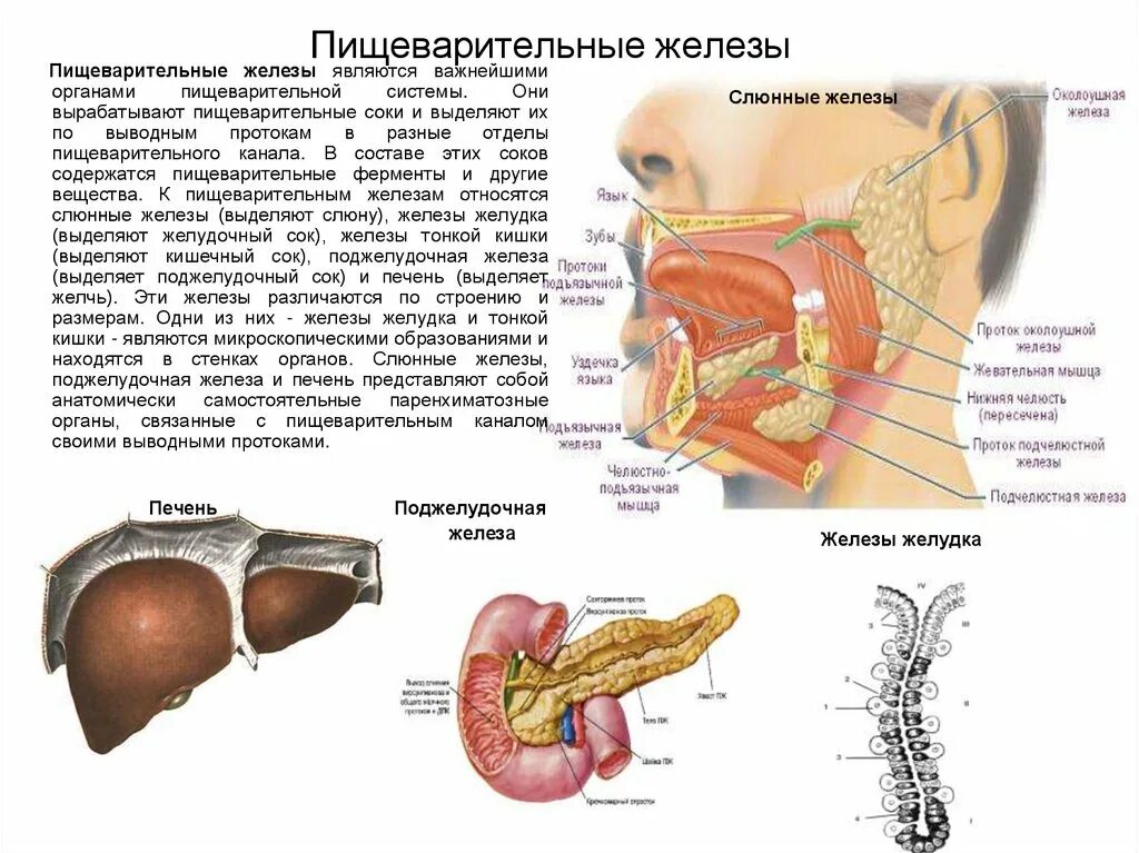 Железа печень вырабатывает. Строение и функции пищеварительных желез кратко. Строение пищеварительных желез анатомия. Строение пищеварительной системы пищеварительные железы. Железы пищеварительной системы схема.