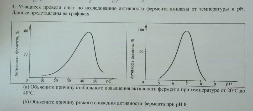 График активности фермента. Влияние РН на активность ферментов. График зависимости активности ферментов от температуры. Повышение активности амилазы при температуре.