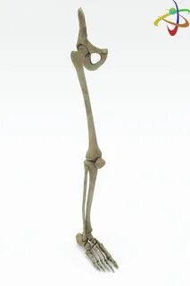 Skeleton membri перевод
