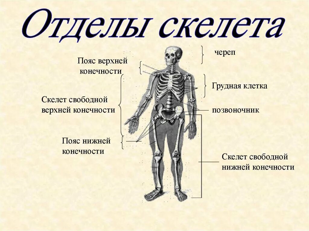 Туловищный отдел скелета. Отделы скелета. Функции скелета туловища. Отделы скелета верхней конечности. Отделы скелета нижней конечности.