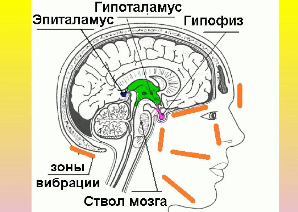 Строение мозга гипофиз. Строение мозга гипоталамус и гипофиз. Расположение гипоталамуса и гипофиза в черепе. Части мозга гипофиз гипоталамус.