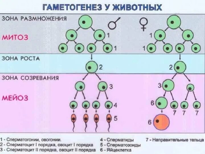 Зона размножения гаметогенеза