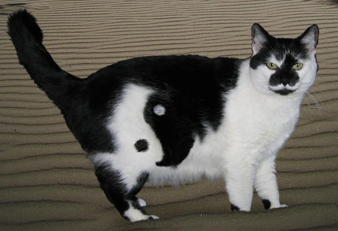 Порода черно белых кошек с фотографиями. Анатолийская кошка бело черная. Анатолийская кошка черно белая. Черно белая кошка.