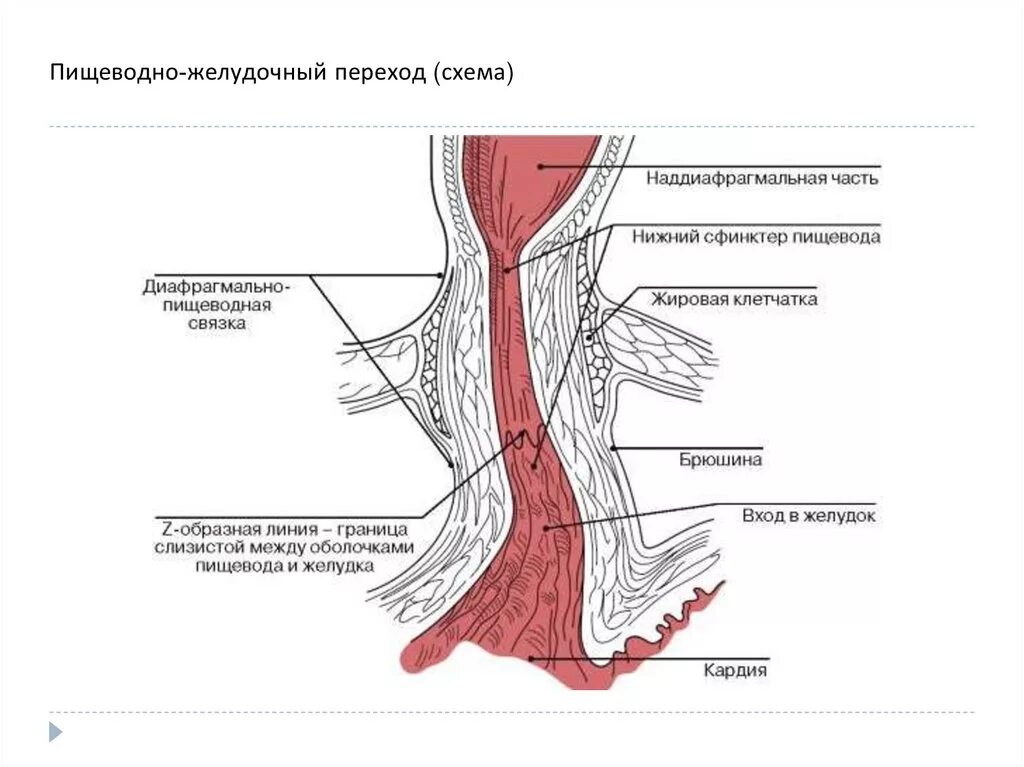 Сосуды пищевода