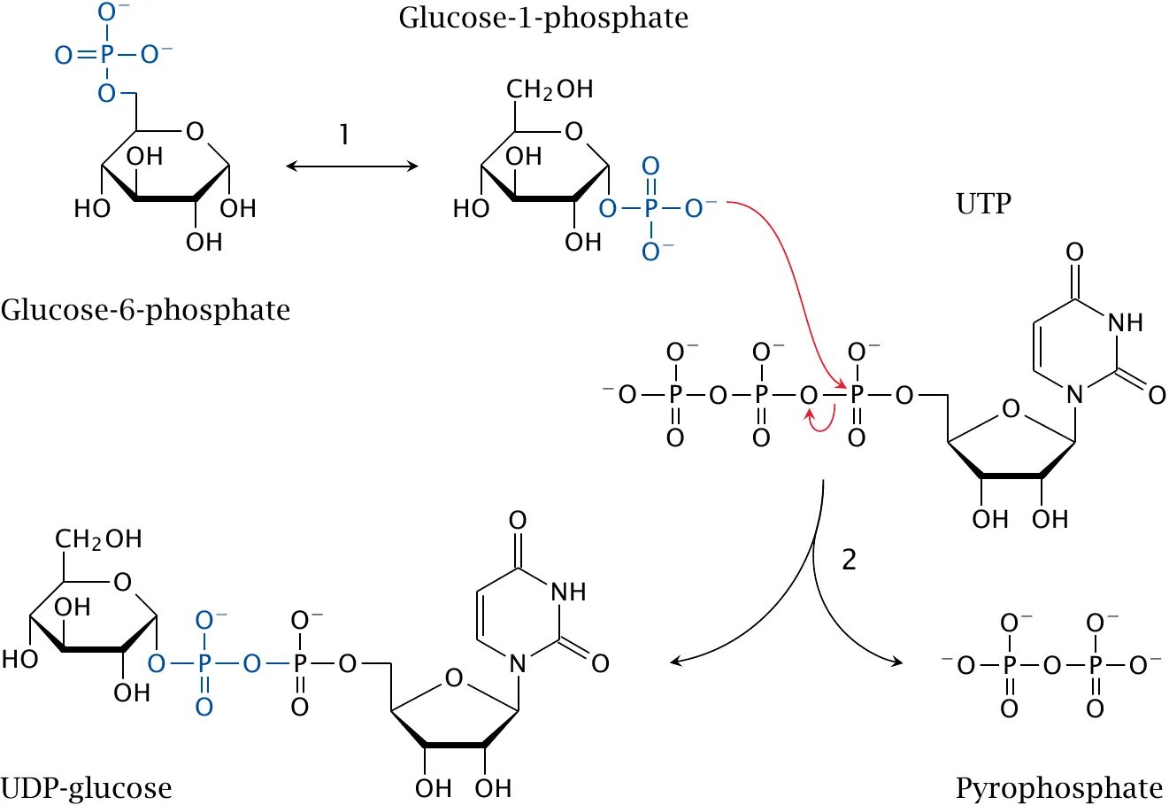 Synthesis advanced. Udp glucose. glucose-1-phosphate. glucose synthesis. udp-глюкоза.