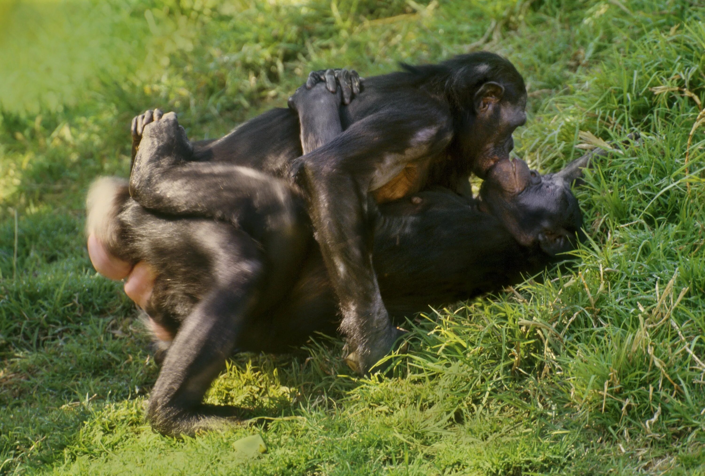 Bonobo обезьяны. Шимпанзе бонобо спариваются. Самка бонобо. Шимпанзе бонобо спариваются самки. Жесткое спаривание