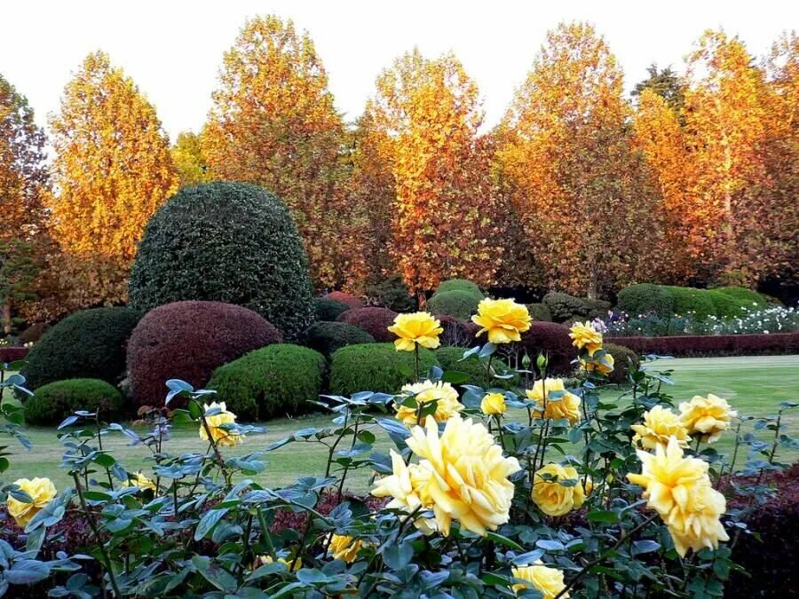 Красивый сад. Осень в саду. Осенние цветы в саду. Осенняя клумба.