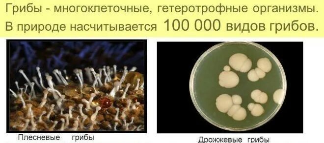 Грибы живут в организме. Грибы в организме человека. Грибы и плесень в организме человека. Грибы в человеческом организме. Грибы в организме человека фото.