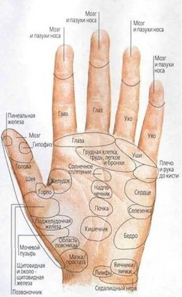 Определить заболевание по рукам. Болезни по ладоням рук. Точки органов на пальцах рук. Точки на ладони. Определение болезни по ладони.