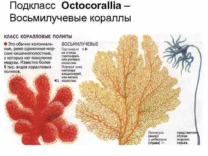 Коралловые полипы (anthozoa). Sps кораллы. Коралловый цвет смешать. Флуоресцентный коралл большой барьерный риф. Восьмилучевые коралловые полипы.