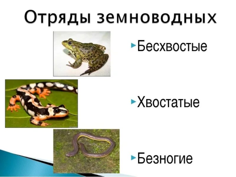 Земноводные самостоятельная. Класс земноводные. Презентация на тему земноводные. Окружающий мир земноводные. Проект земноводные.