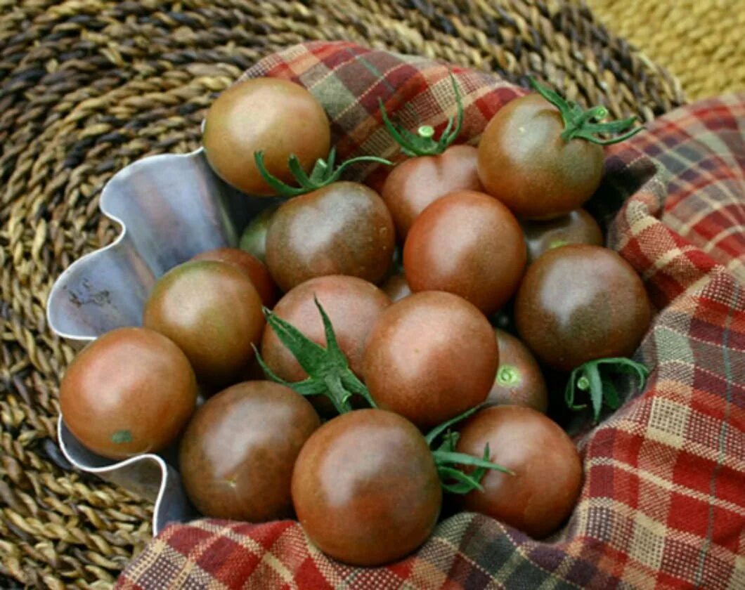 томат черри шоколадная груша. томат черри шоколадный десерт. томат черри шоколад сибирский. томат черри шоколад. томат шоколадный десерт сибирский сад.