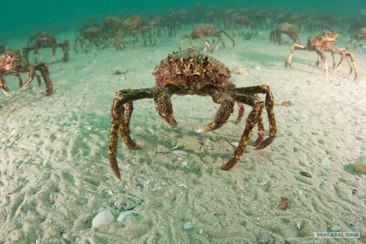 Крабы Охотского моря. Краб океанический. Подводный мир краб. Краб на дне.