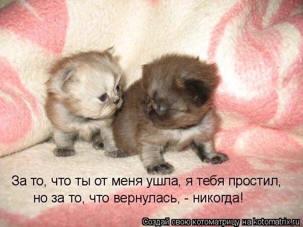 Гиркин мемы. Ну извините мем. Гиркин в крыму 2014. Извините что отвлекаю. Извините что отвлекаю.