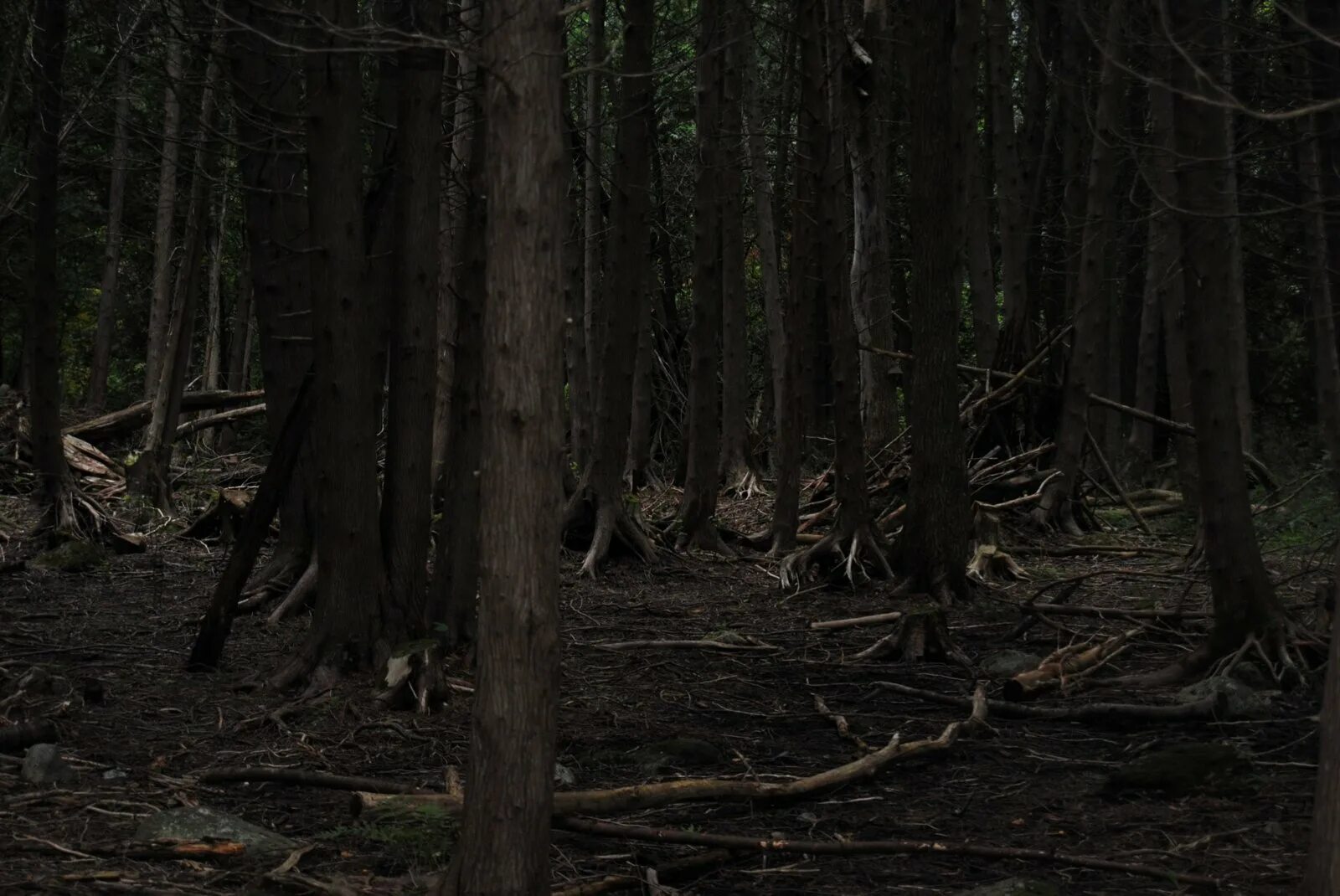 Лес гибнет. Страшный лес. Жуткий лес. Лес темный страшный. Страшный лес фото.