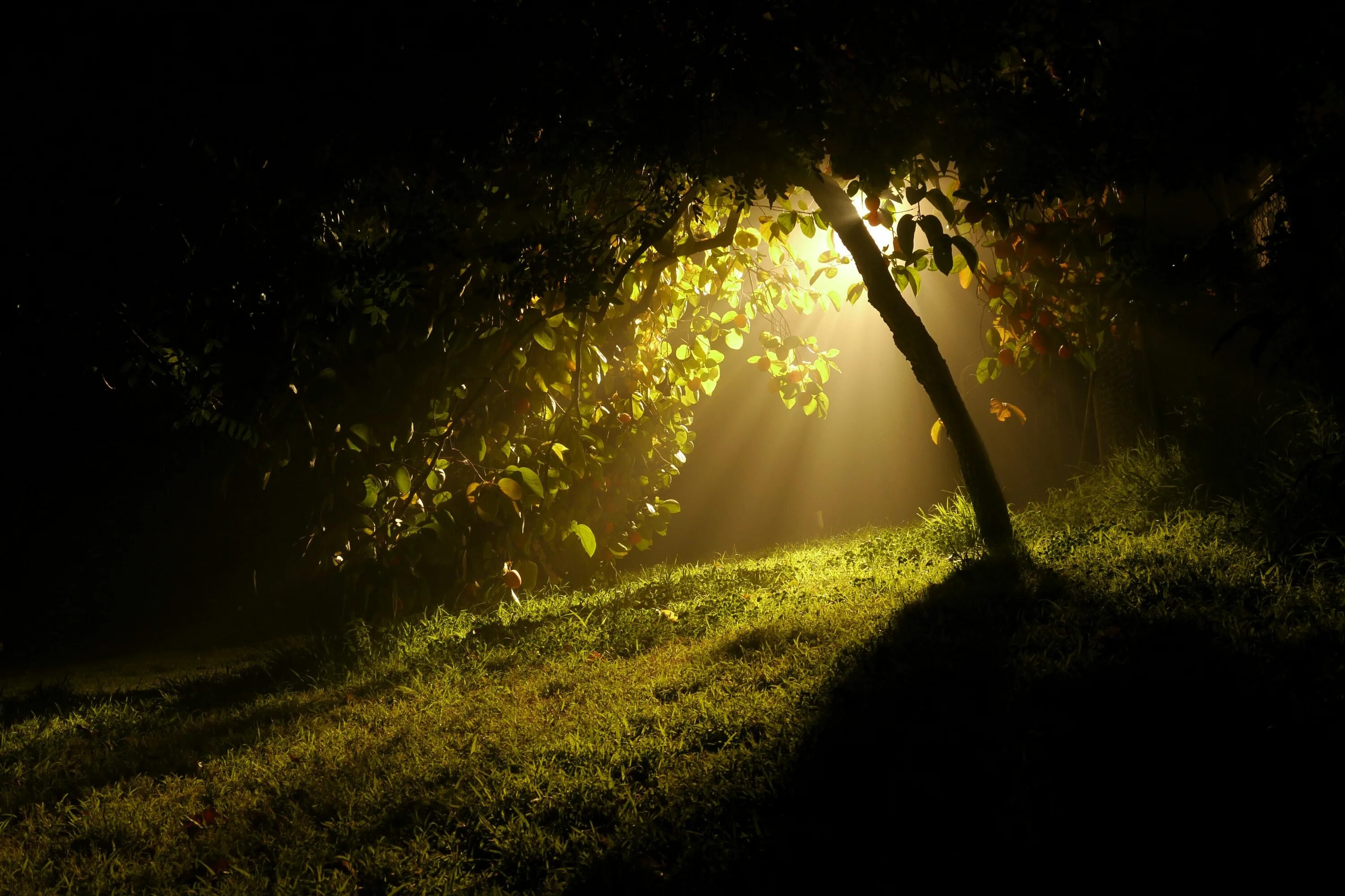Природа ночью. Деревья летом ночью. Макро ночь. Лето ночь дерево.