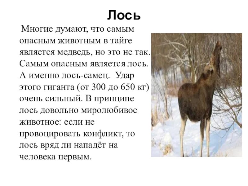 История про лося. Лось. интересные факты о лосях. животные тайги интересные факты. сообщение о лосе.