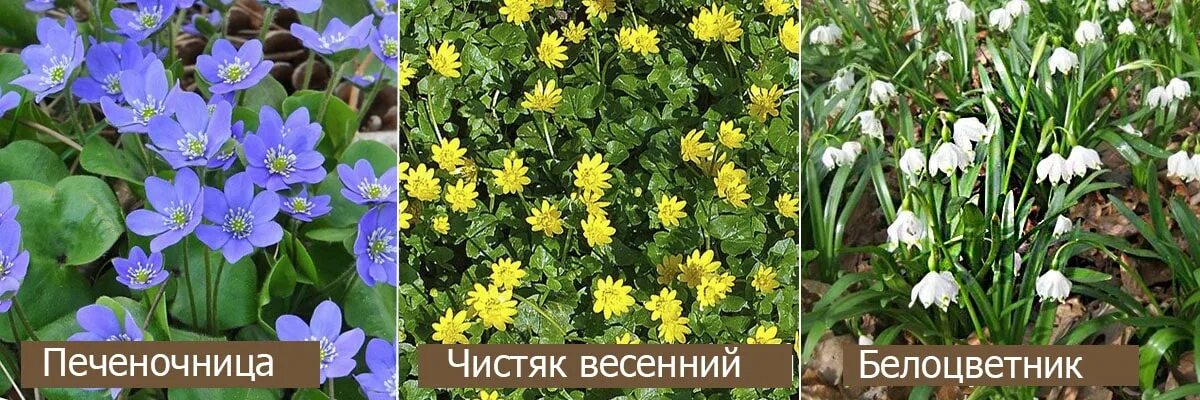 Цветы первоцветы картинки с названиями садовые многолетние. Раннецветущие садовые растения. Многолетние раннецветущие цветы. Низкорослые первоцветы многолетние. Низкорослые раннецветущие цветы.