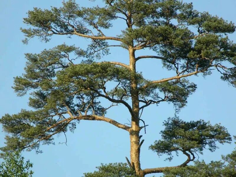 Сосна contorta. Pinus murrayana. Столб начальный 80х80х1200, сосна (яблоко)/бартов. Ствол сосны. Витая сосна.