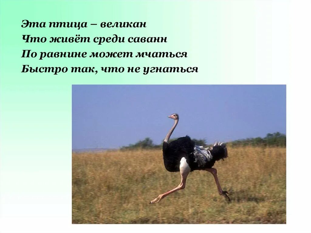 Как ты понимаешь значение слова великан. Птица великан. математика в мире животных. математика в животном мире проект. математика в жизни животных проект.