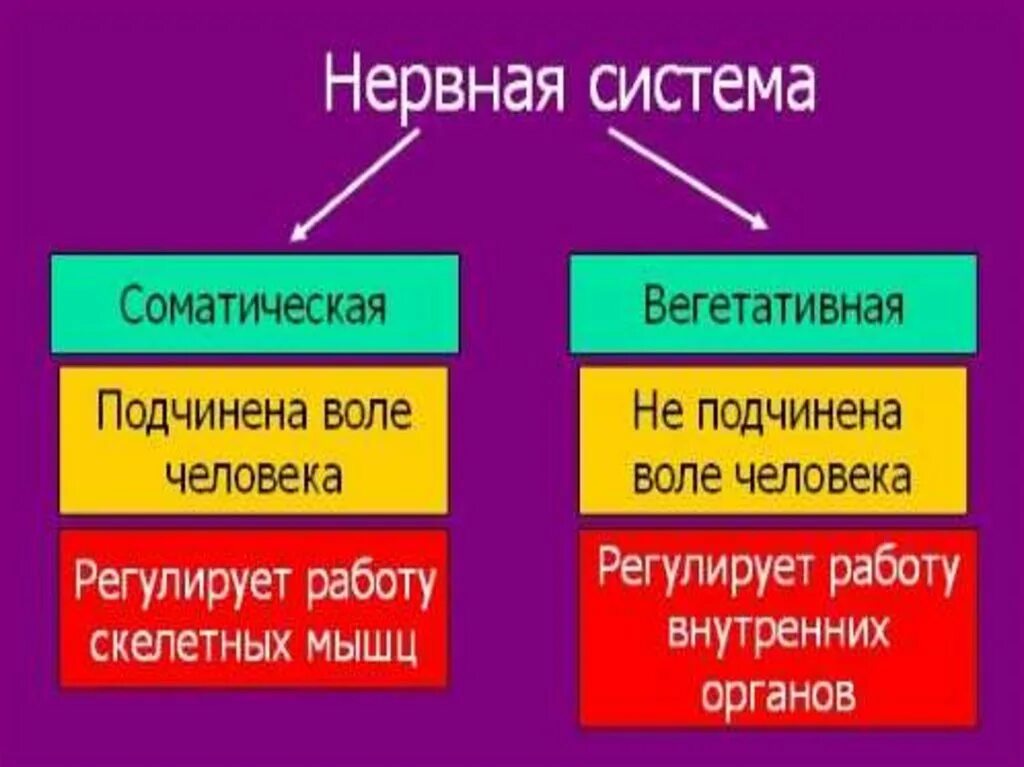 Нарушение соматической нервной системы