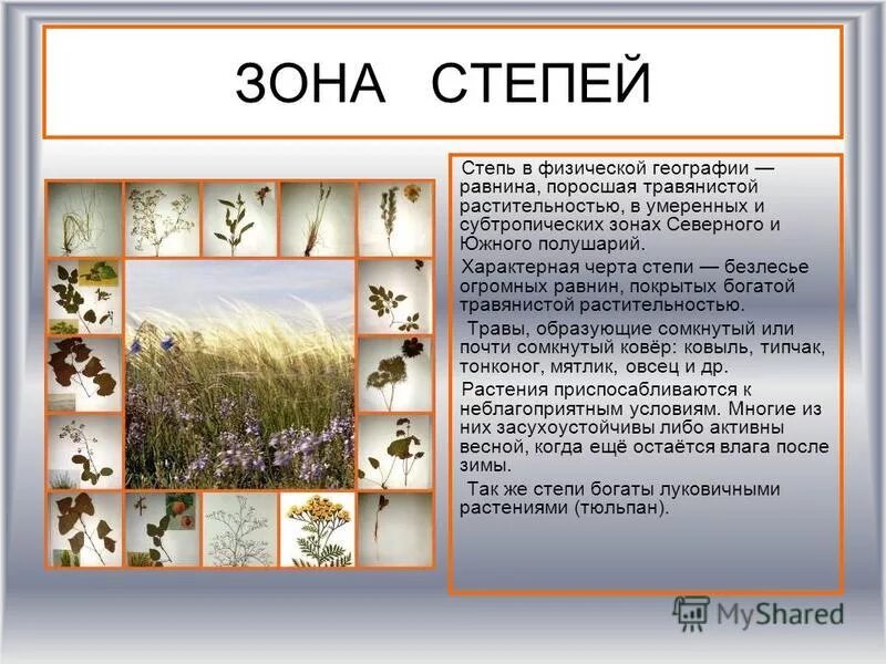 особенности зоны степей. степь природная зона.