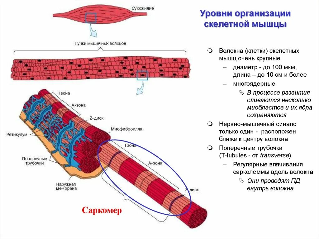 Каким номером на рисунке обозначена миофибрилла. Схема строения мышечной клетки. Клетки скелетных мышц. Скелетное мышечное волокно строение. Мышечное волокно уровень организации.