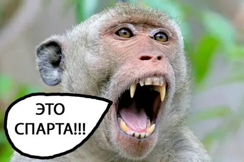 Укусила обезьяна