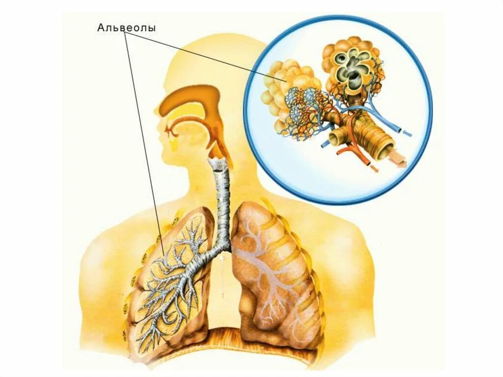 Легочные пузырьки в легких. Альвеолы легких. Лёгочная альвеола. Что такое альвеолы легких у человека. Альвеолы в лёгких.