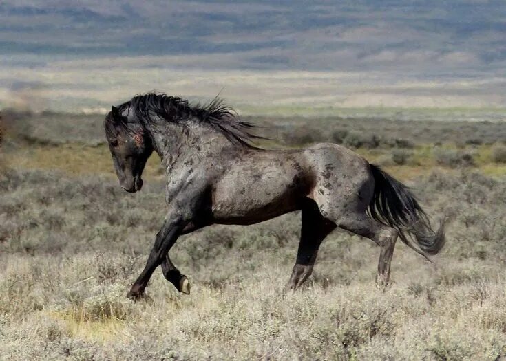 awesome War Eagle - mustang of the South Steens, OR... Horses, Horse breeds, Mus