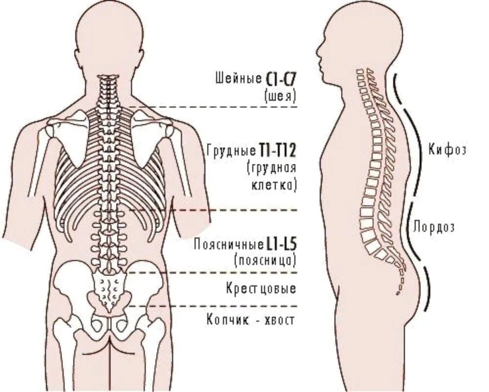 Позвоночник человека пояснично крестцовый отдел. Схема пояснично-крестцового отдела позвоночника. Крестцовый отдел позвоночника схема. Позвонки пояснично крестцового отдела. Поясница где