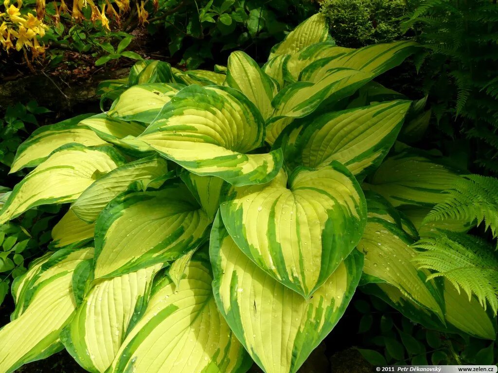 Wrinkle in time хоста. хост ин. хоста зуммер джорджия. хост ин. хост ин.