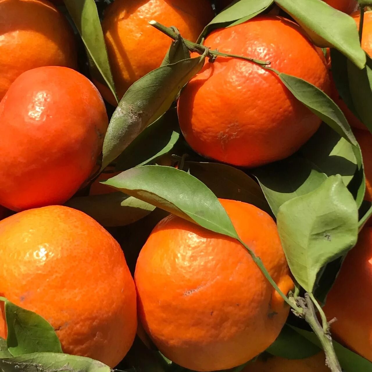 Цитрусовые маленькие зеленые. Зеленый фрукт цитрус. Грин апельсин. Грин апельсин фото. Грин апельсин.