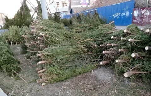 Сколько лет стоит елка