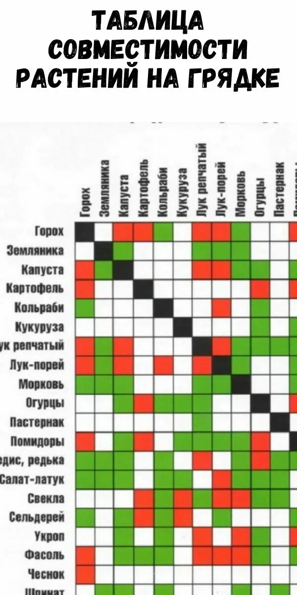 Какие овощи любят золу. Совместимость на грядке таблица. Таблица совместимости растений. Совместимость растений на грядке. Таблица сочетаемости овощей.