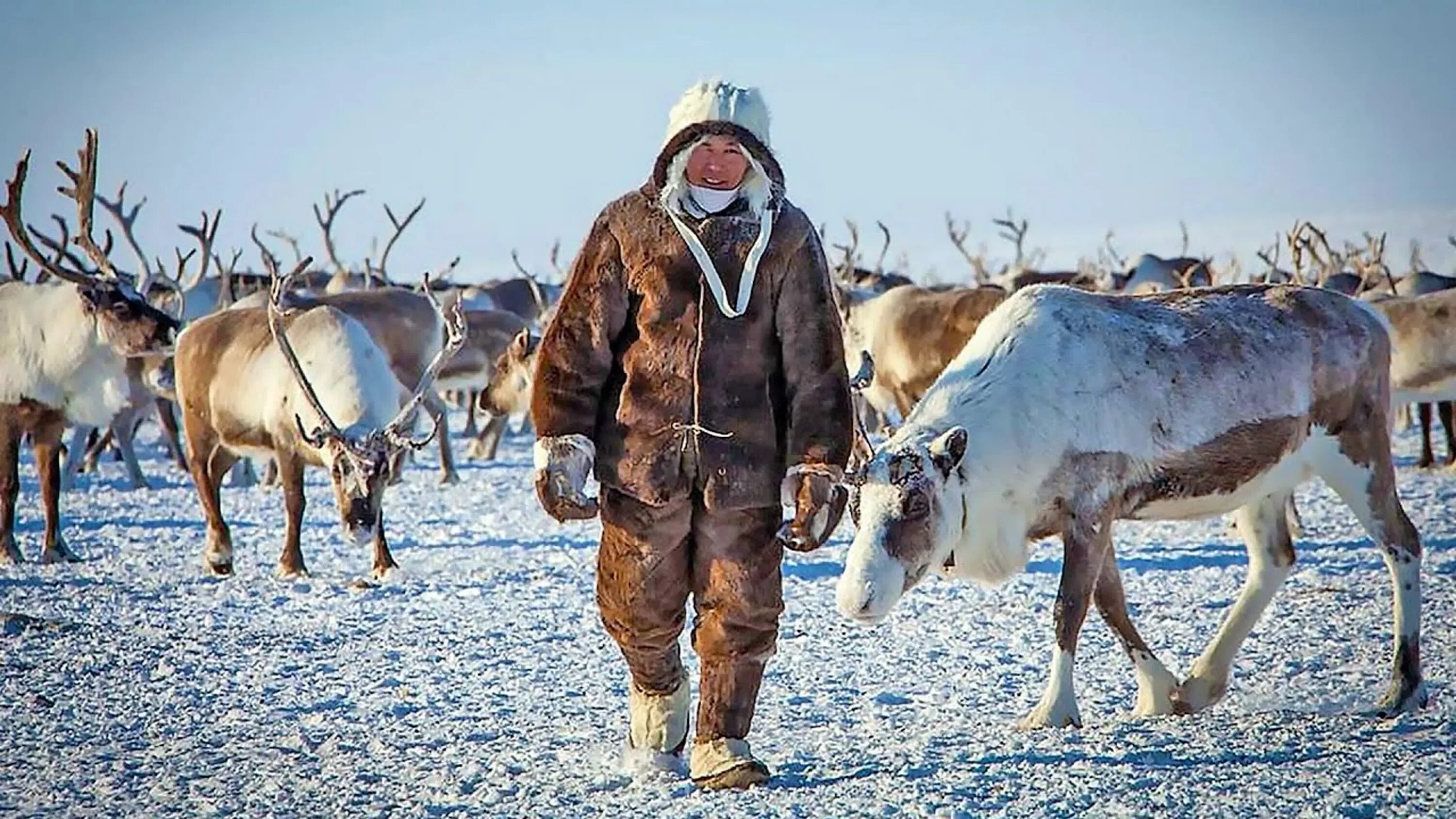 Основные занятия якутов. Якуты оленеводы. Оленеводство Коряков. Оленеводство в Якутии 2022. Оленеводство в Якутии.